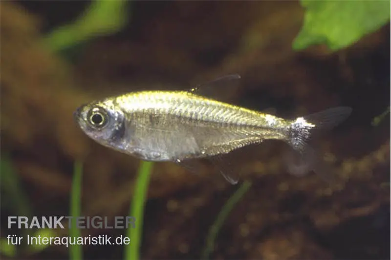 Sonnensalmler, Hyphessobrycon eos, ca. 2 cm, NZ