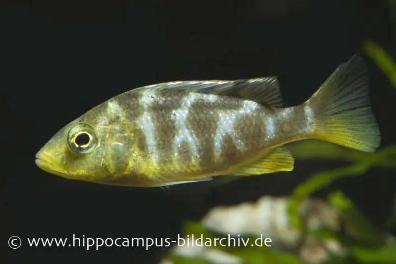Pfauenmaulbrüter, Nimbochromis venustus, ca. 4,0-6,0 cm