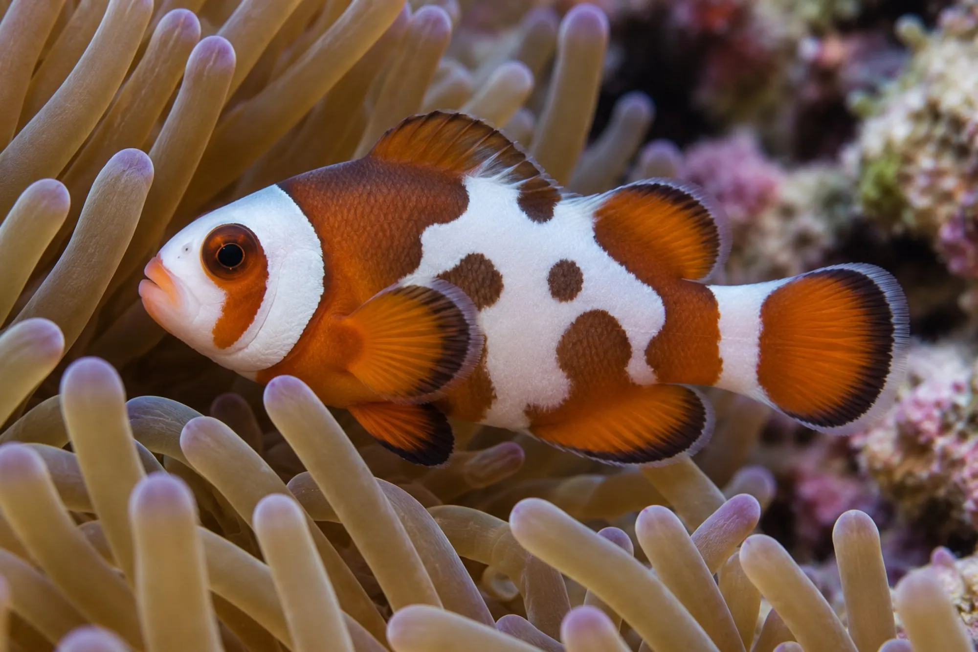 Ocellaris-Clownfisch „Mocha Storm“ Nachzucht, Amphiprion ocellaris