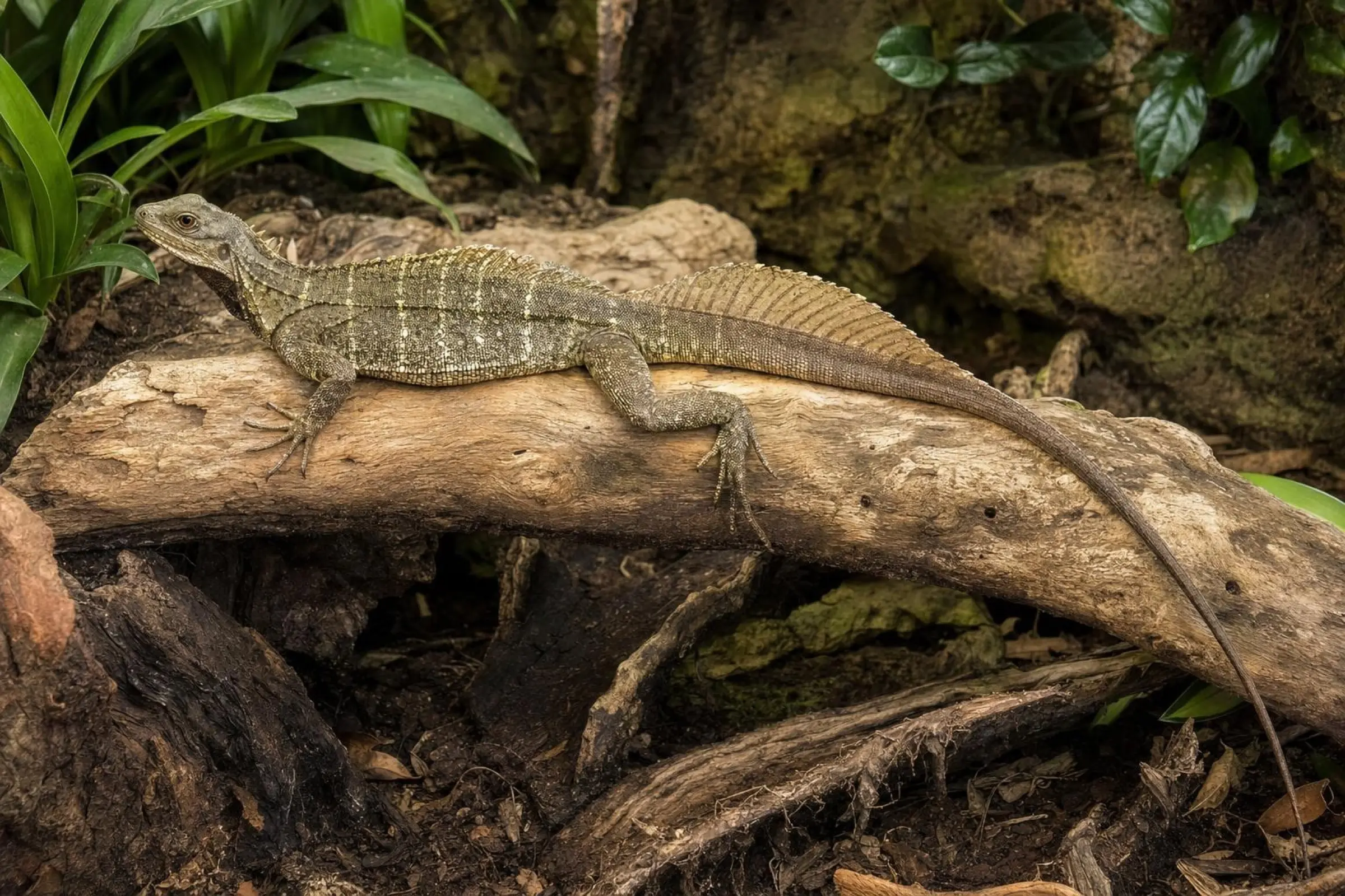 Makassar-Segelechse, Hydrosaurus microlophus