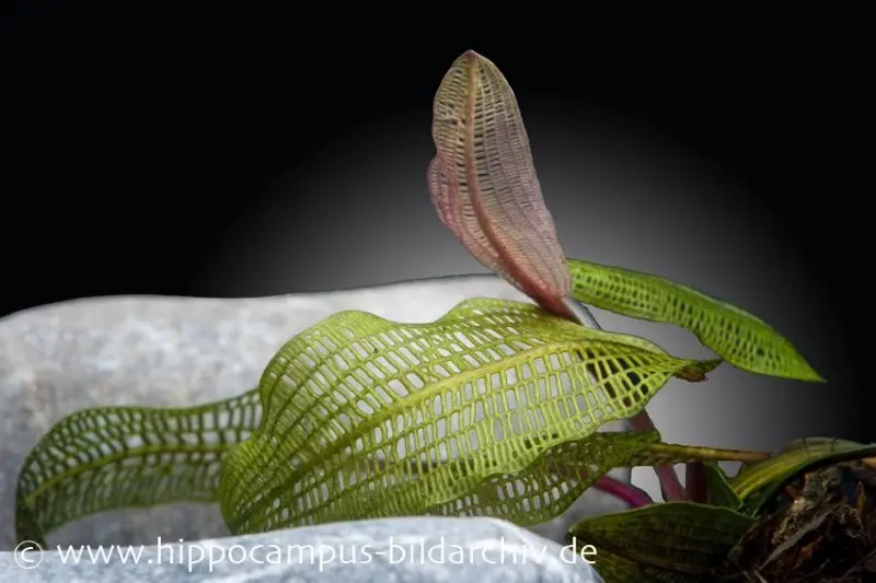 Madagaskar-Gitterpflanze, Aponogeton madagascariensis, lose Knolle
