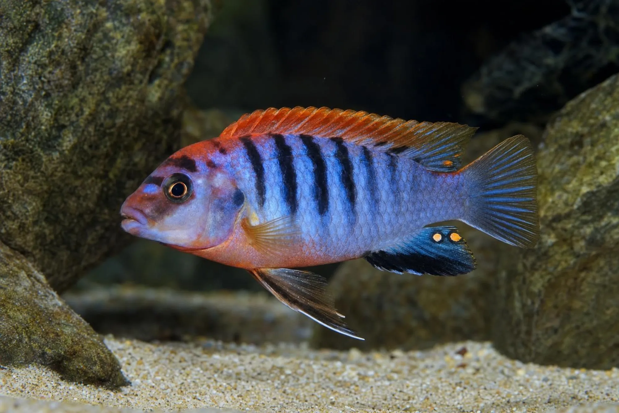Red-Top-Hongi-Buntbarsch, Labidochromis hongi