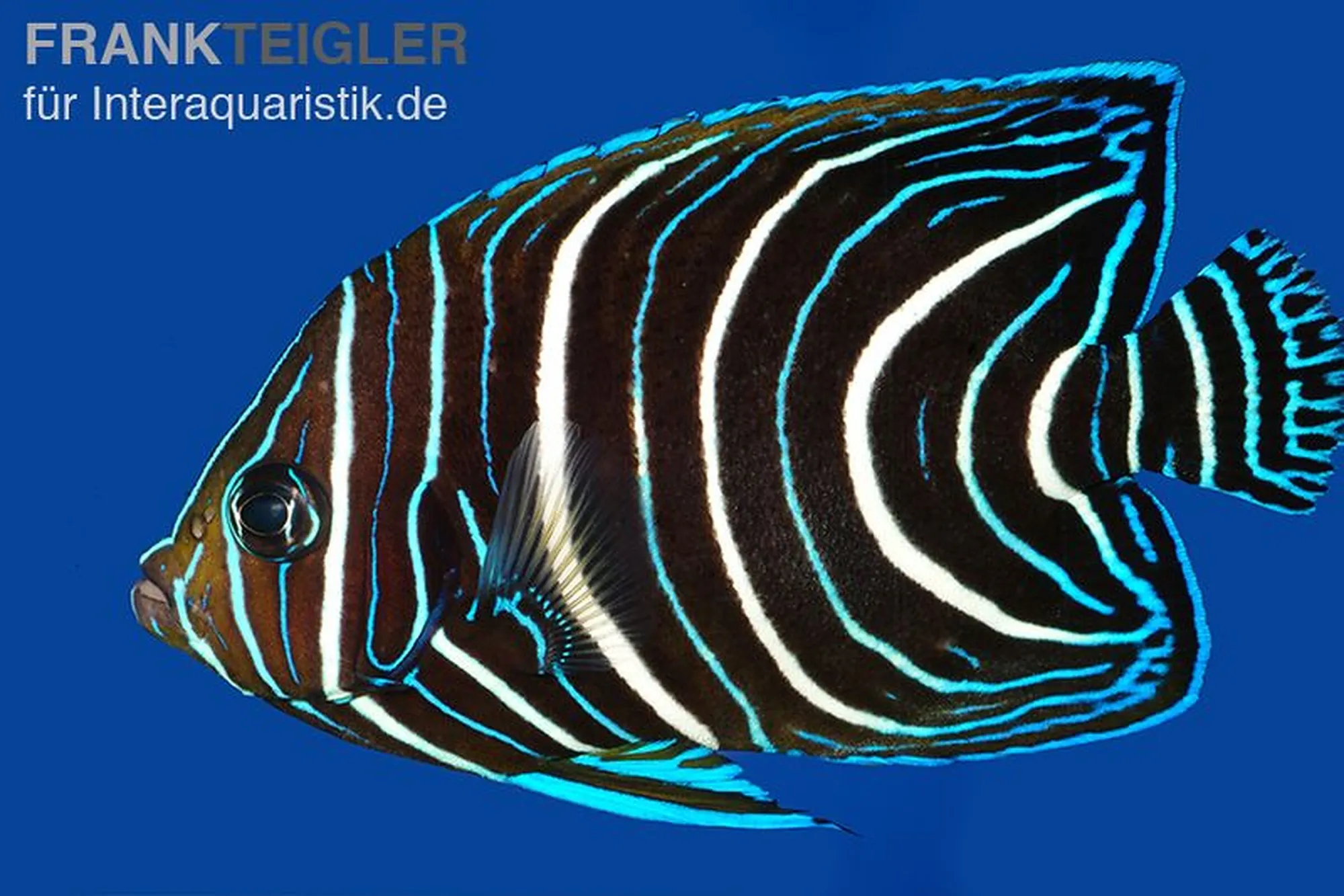 Koran-Kaiserfisch, Pomacanthus semicirculatus, ca. 6,0-8,0 cm