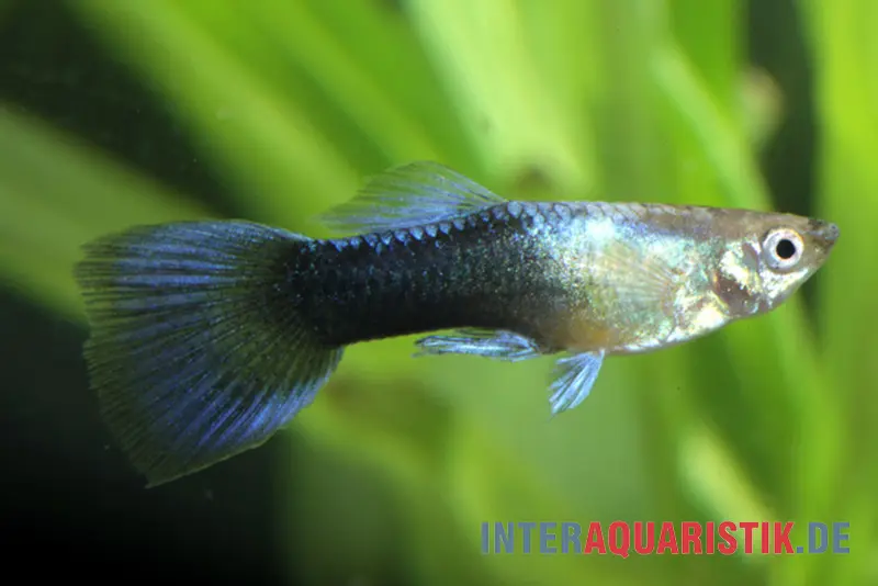 Guppy Turquoise Blue, Poecilia reticulata, paarweise