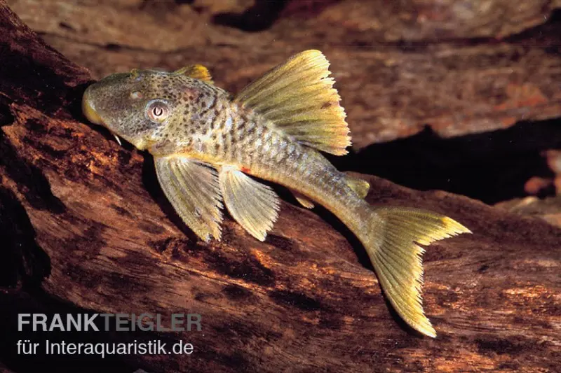 Weißsaum-Trugschilderwels, Wels L141 / L215 Ancistomus snethlageae, 6-8 cm