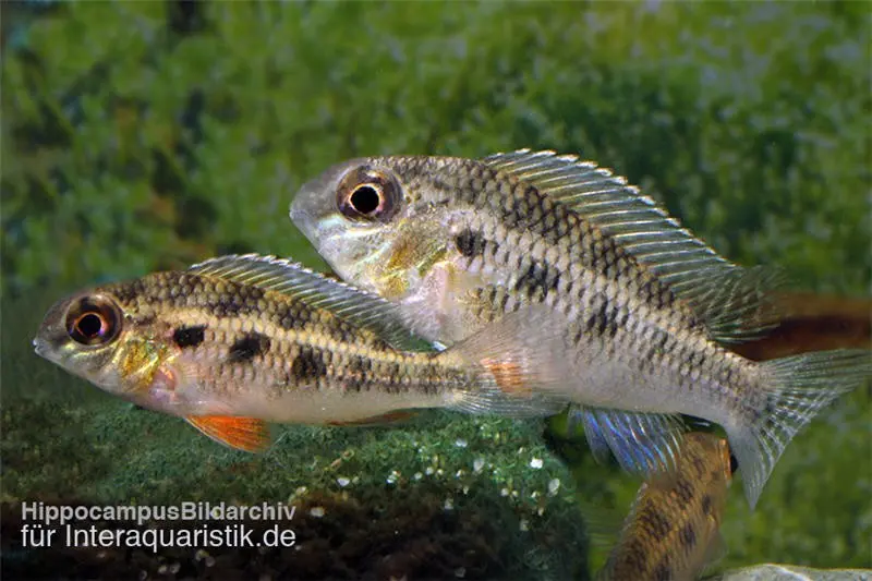 Schachbrettbuntbarsch, Crenicara punctulatum
