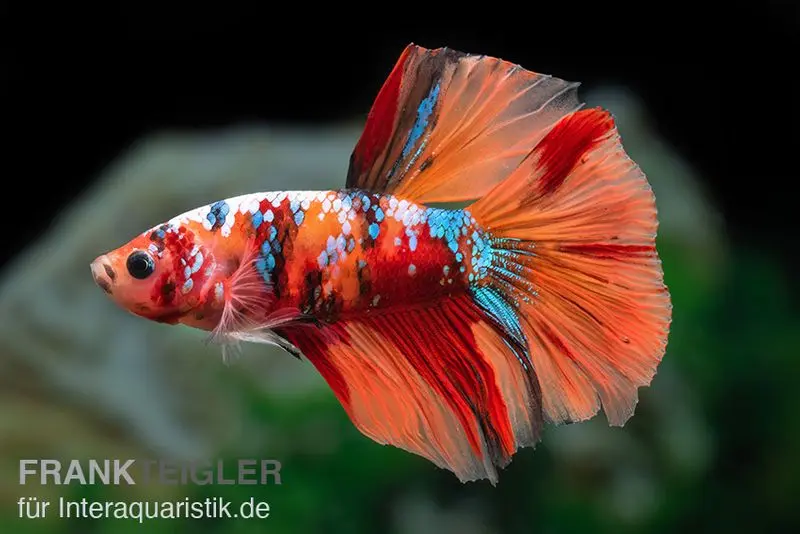 Halfmoon Kampffisch Koi Männchen, Betta Halfmoon Koi, NZ