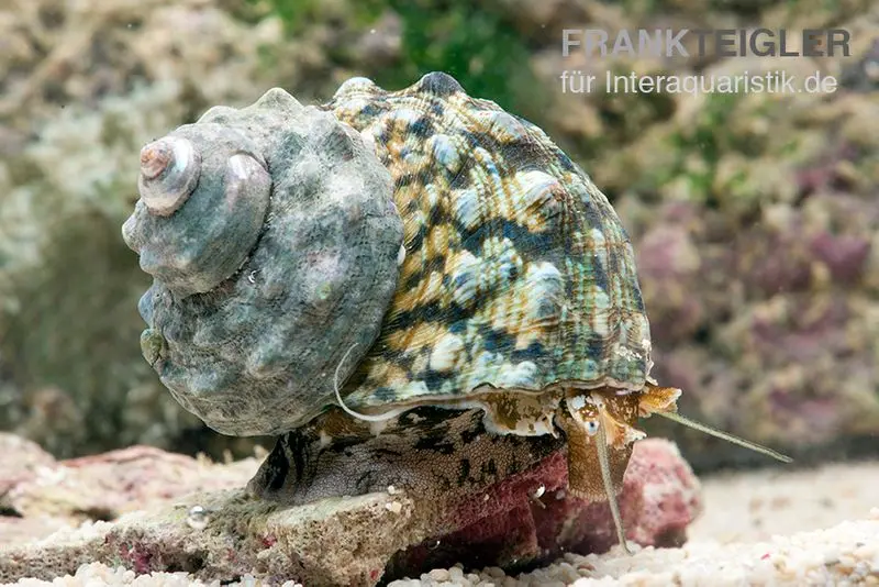 Turbanschnecke, Turbo brunneus