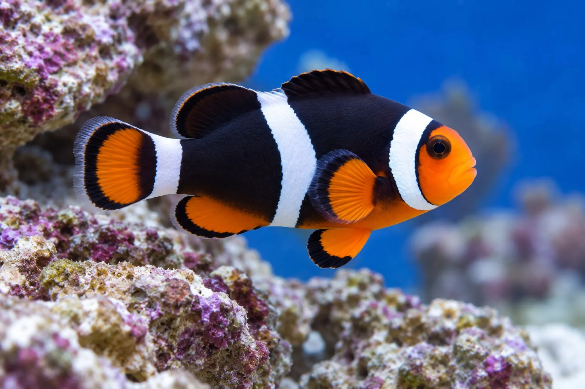 Photon-Clownfisch aus Nachzucht, Amphiprion ocellaris x percula