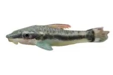 Harnischwelse & Otocinclus
