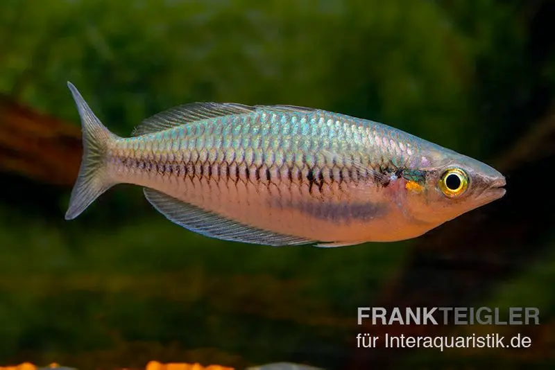 Sikuensis-Regenbogenfisch, Melanotaenia sikuensis, DNZ, 6-9 cm