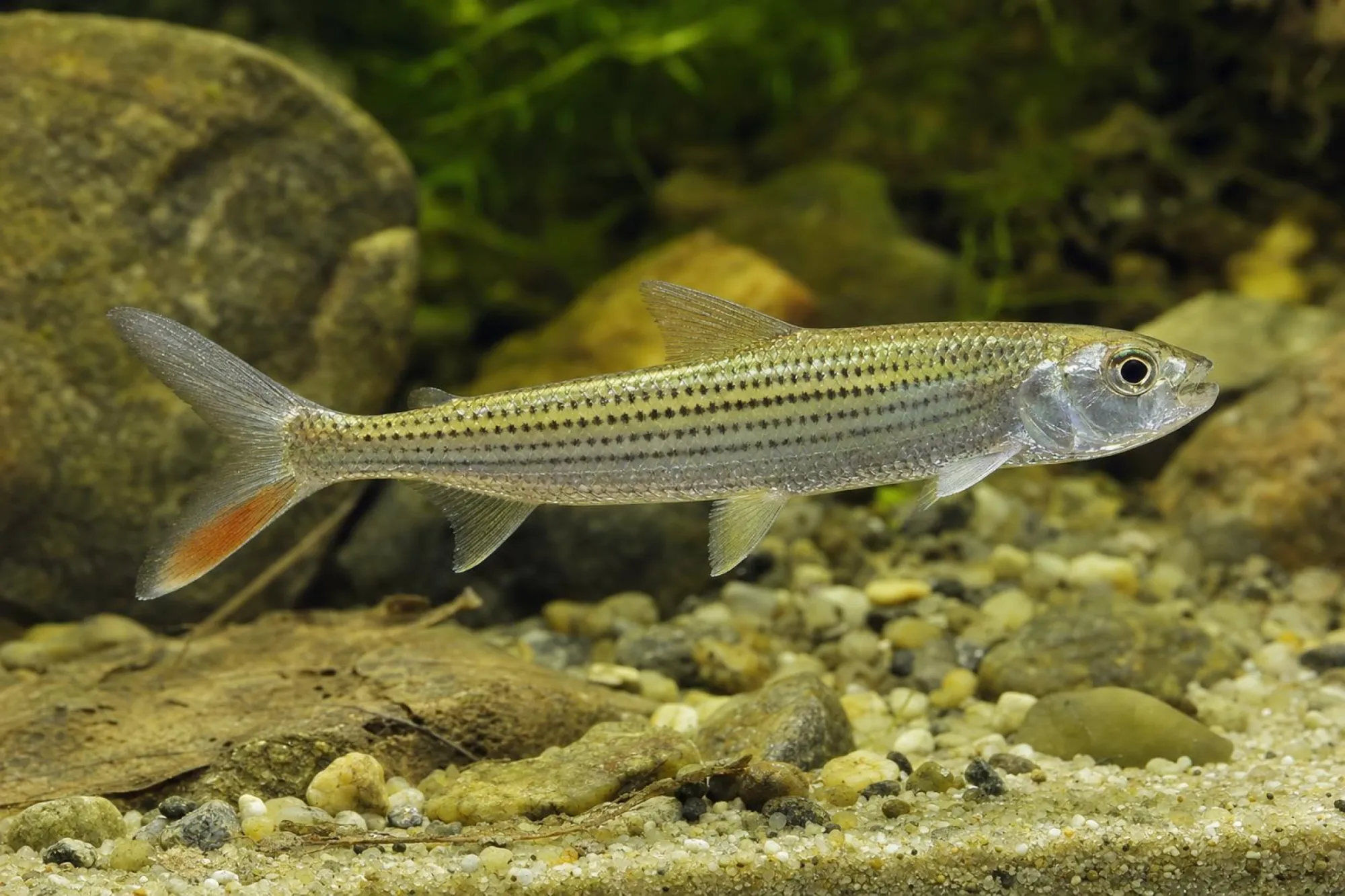 Afrikanischer Tigerfisch, Hydrocynus vittatus