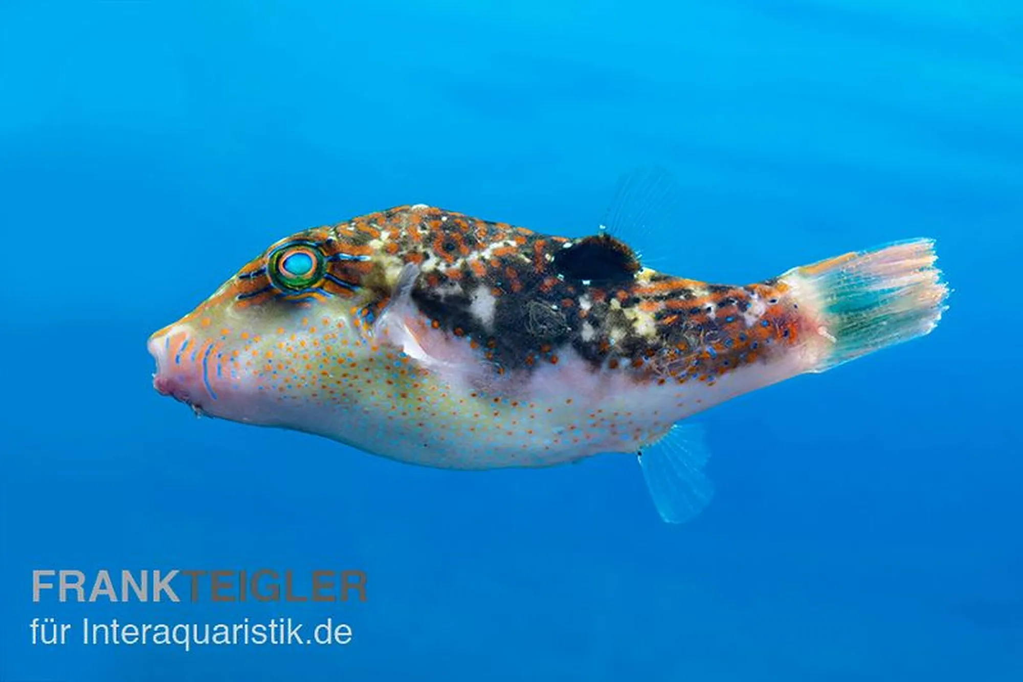 Bennetts Spitzkopf-Kugelfisch, Canthigaster bennetti