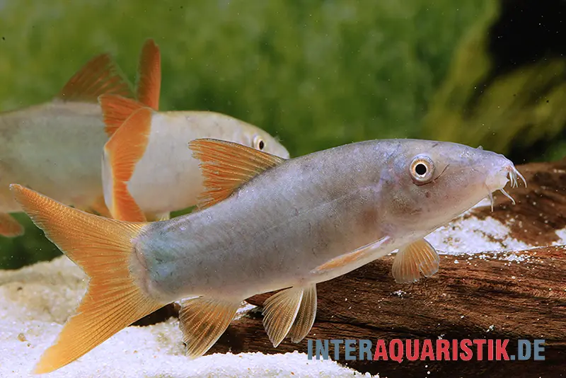 Rotflossenschmerle, Yasuhikotakia modesta (Botia modesta)