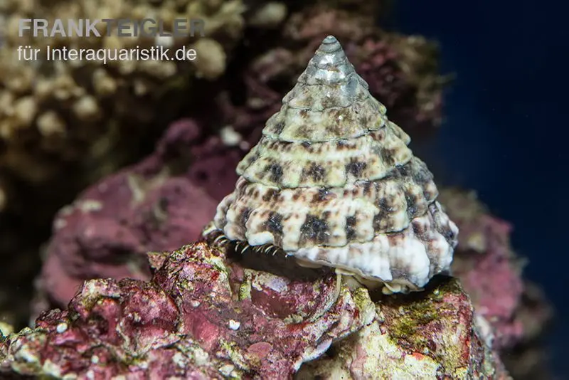 Turboschnecke, Tectus fenestratus
