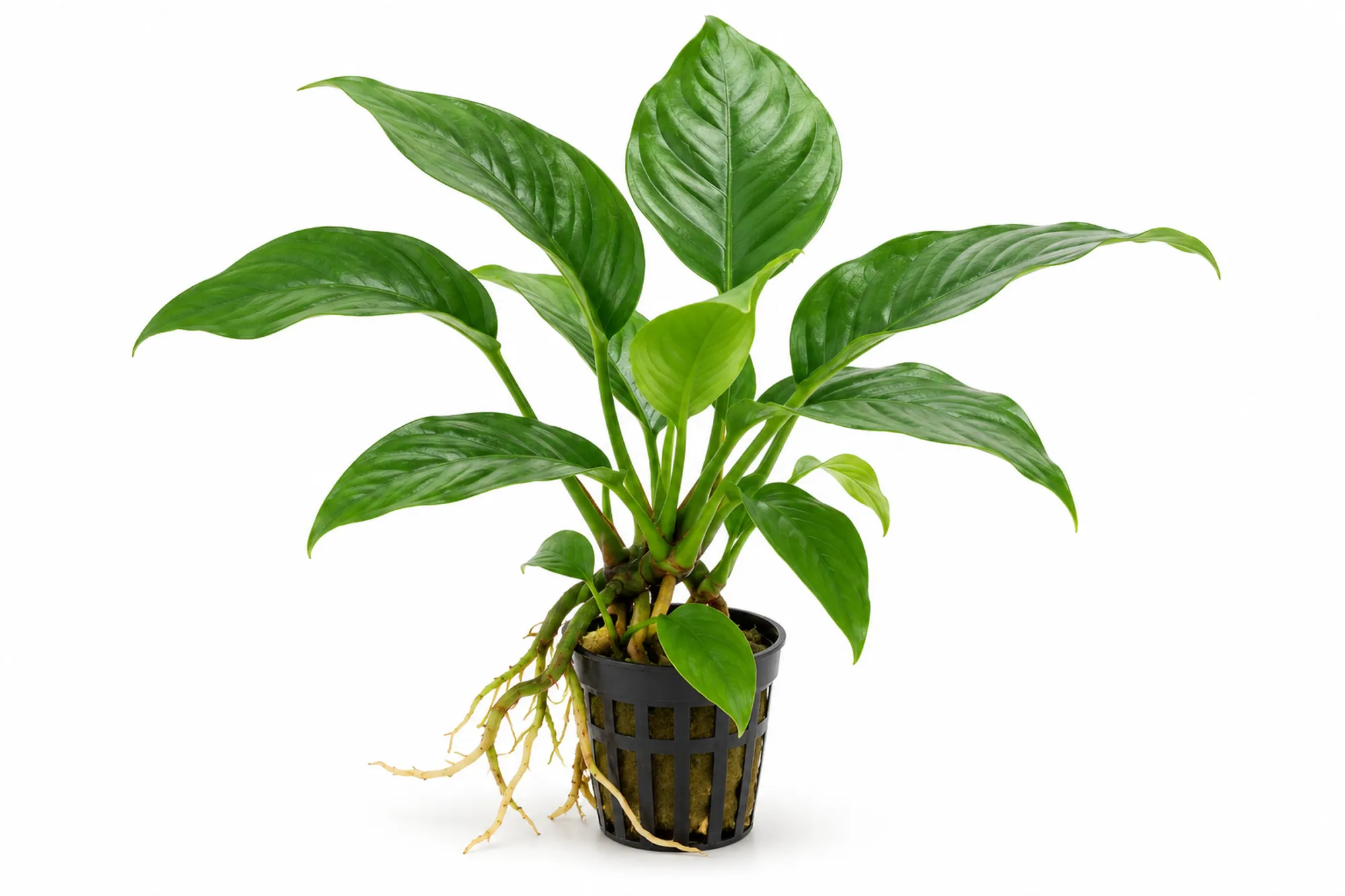 Anubias heterophylla mit kräftigen grünen Blättern im schwarzen Gittertopf vor weißem Hintergrund