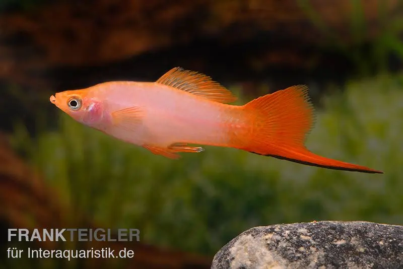 Schwertträger pink, Xiphophorus helleri