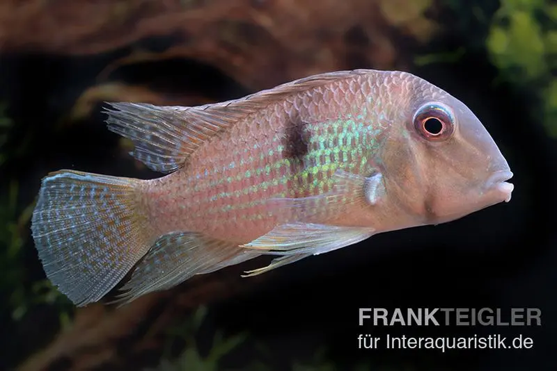Dacrya-Sattelfleckenbuntbarsch, Guianacara dacrya / Geophagus dacrya, 5-7 cm