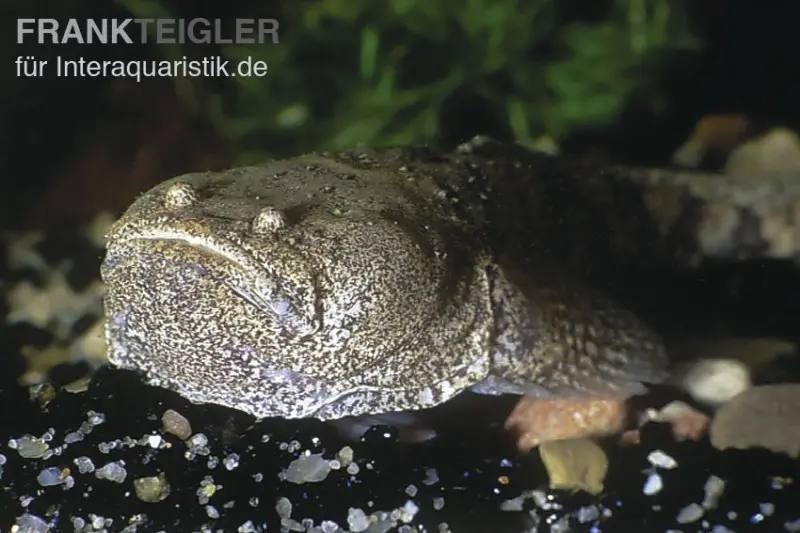 Peru-Krötenfisch, Potamobatrachus trispinosus, 9-11 cm