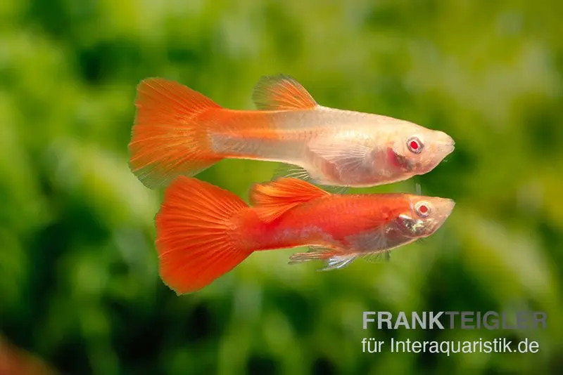 Guppy albino vollrot, Poecilia reticulata, paarweise