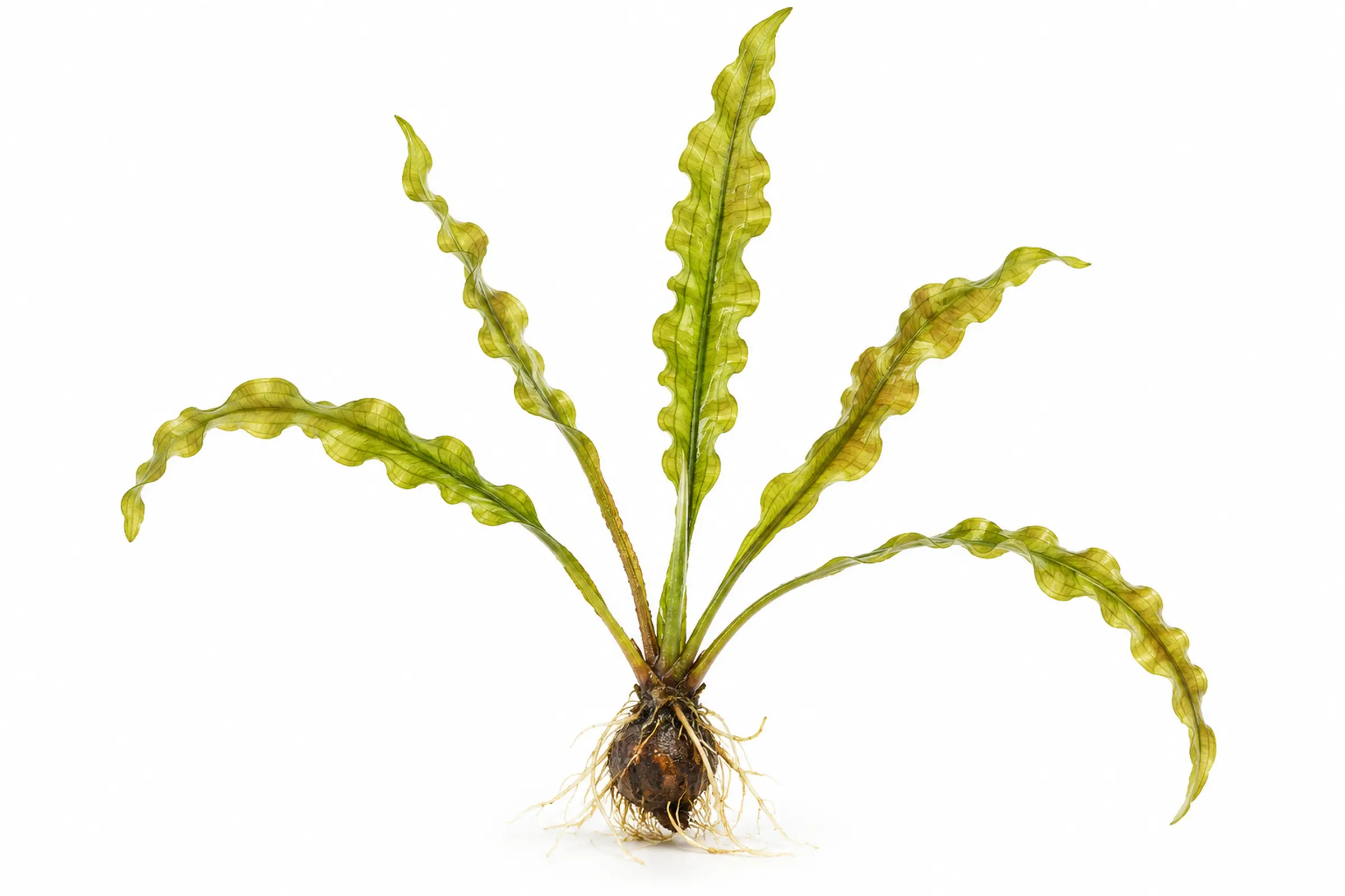 Gewellte Madagaskar Wasserähre, Aponogeton longiplumulosus