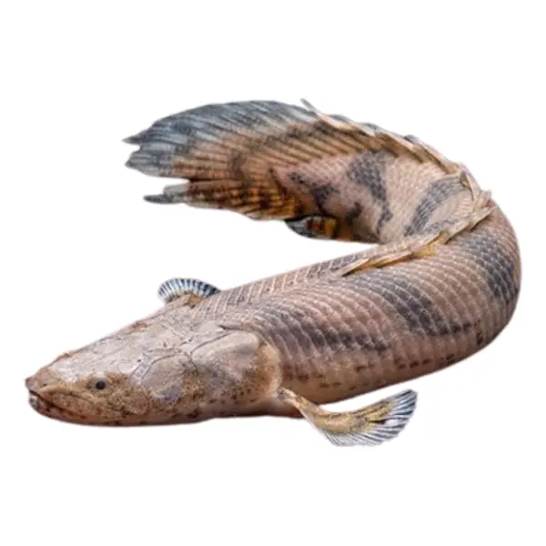 Flösselhechte