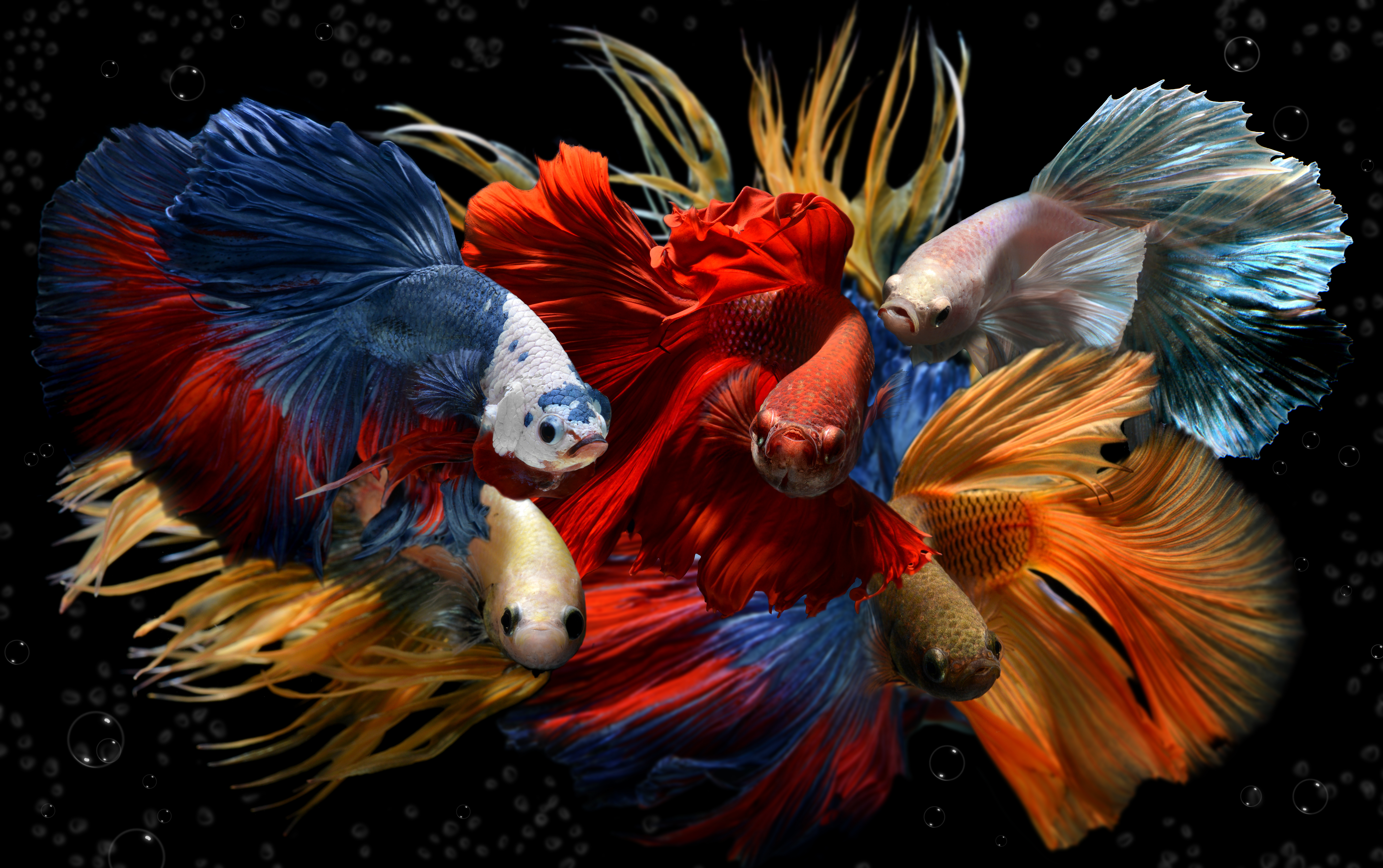 Farbvarianten von Betta splendens im Vergleich