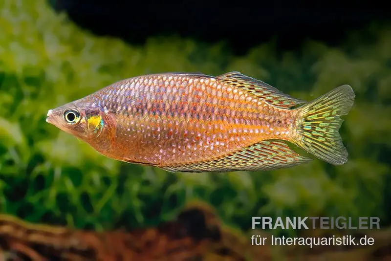 Rawa-Biru-Regenbogenfisch, Melanotaenia splendida rubrostriata "Rawa Biru"
