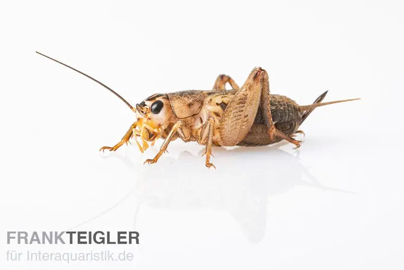 Steppengrillen, klein, Futterinsekten ca. 60 Stück