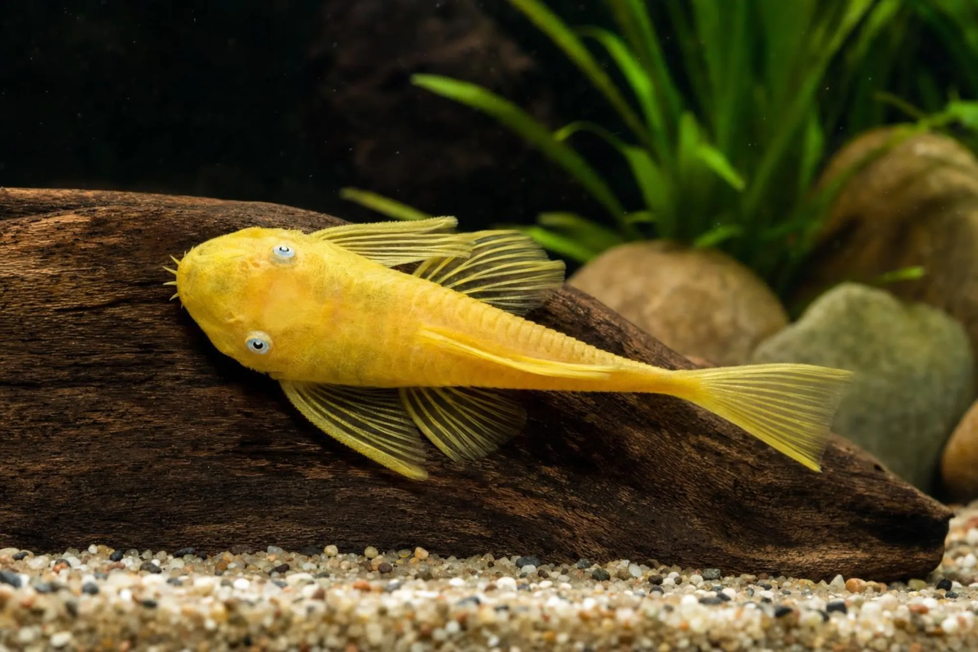 Antennenwels „L144 Lemon“, Ancistrus sp.