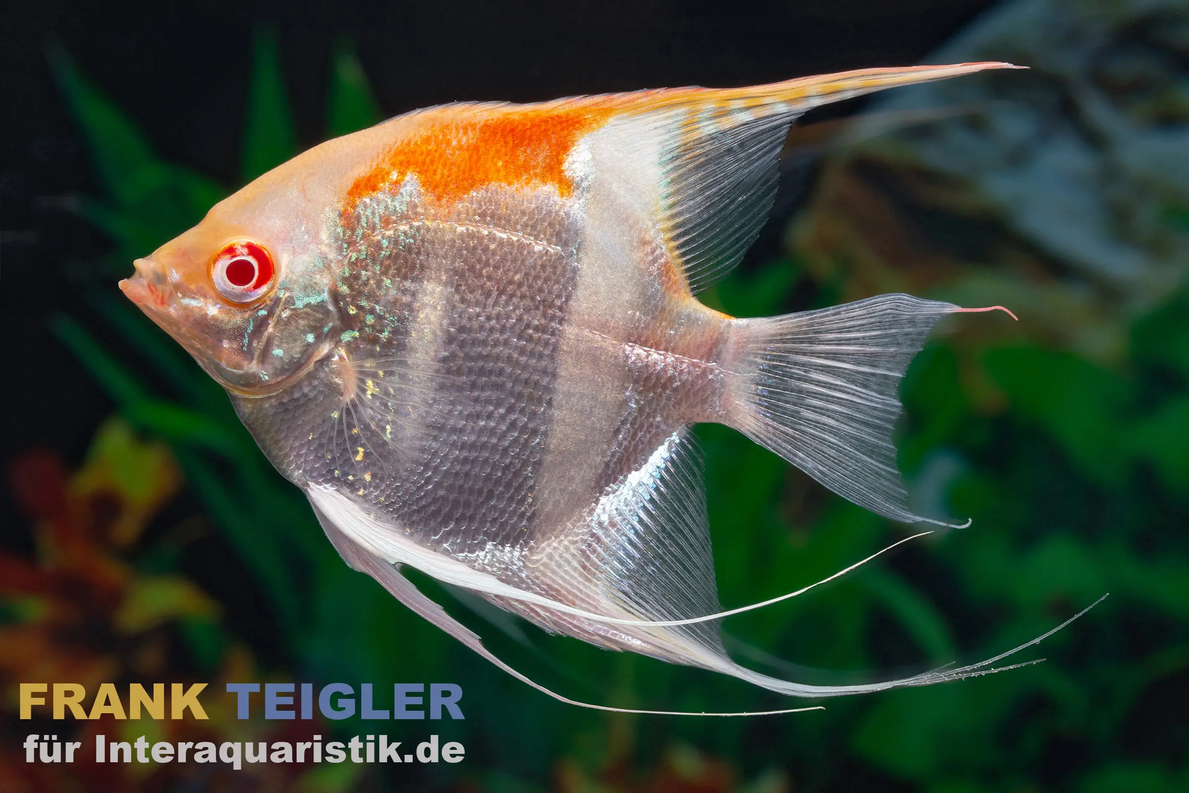 Goldener Manacapuru Rotrückenskalar (Pterophyllum scalare) Manacapuru Gold Albino mit hellem Körper und intensiv rotem Rücken, hohe Flossen, elegante Form und ruhige Schwimmhaltung im Aquarium