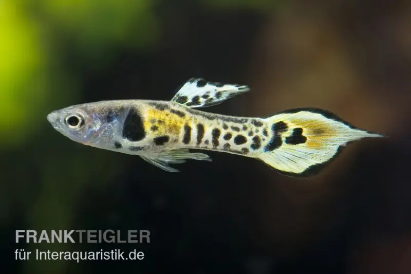 Tiger Endler Guppy, Poecilia wingei Tiger, paarweise (Minifisch)