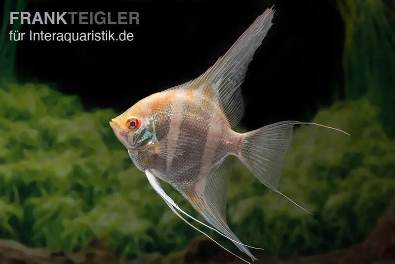 Albino Dantum Skalar, Pterophyllum altum x scalare XXL