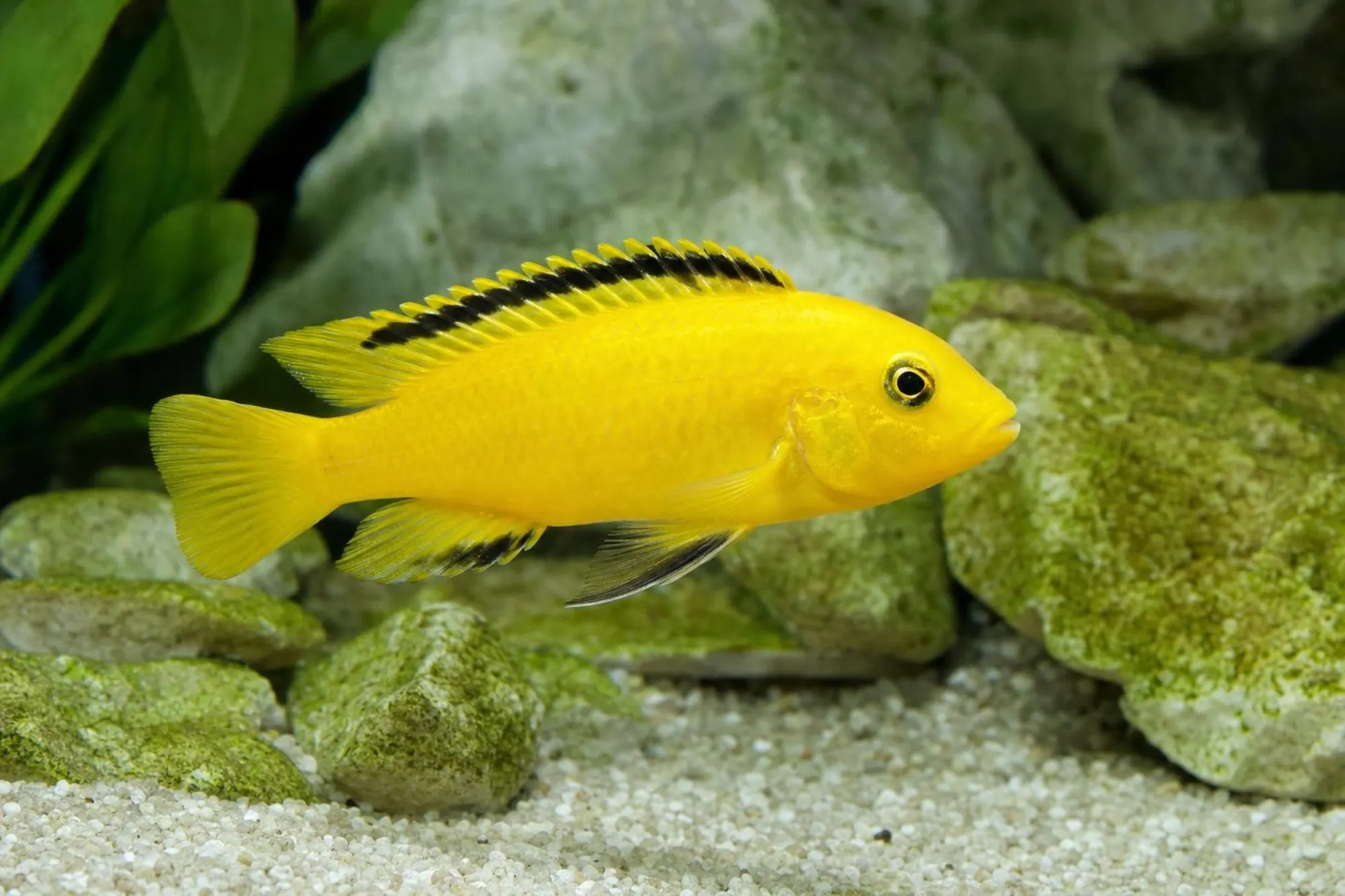Gelber Labidochromis „Kakusa“, Labidochromis caeruleus, ca. 3,0-4,0 cm