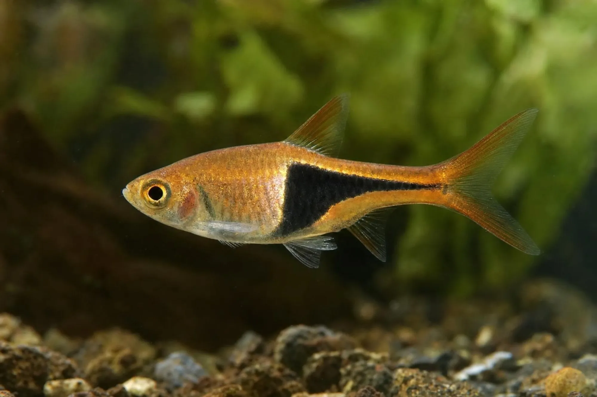 Goldener Keilfleckbärbling, Trigonostigma heteromorpha