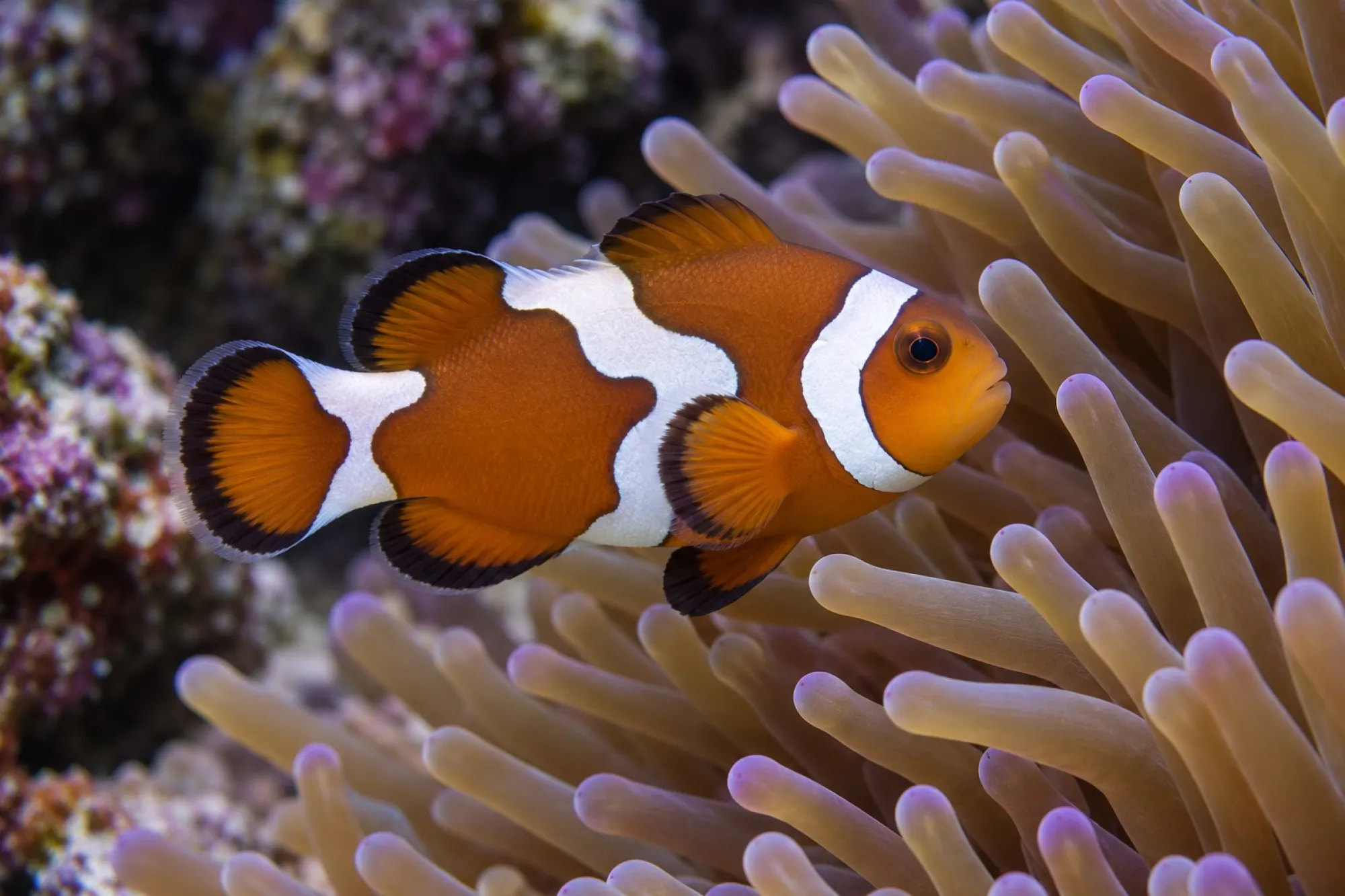 Ocellaris-Clownfisch „Mocha Gladiator“ Nachzucht, Amphiprion ocellaris