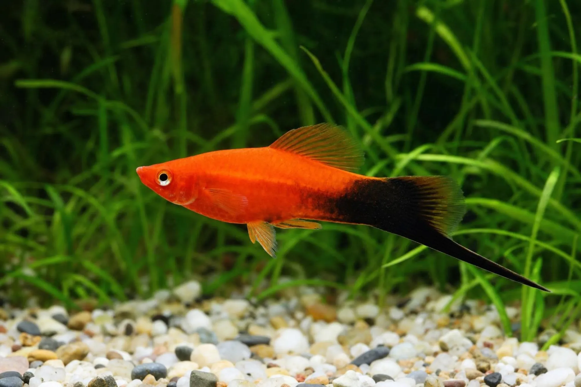 Roter Tuxedo-Schwertträger, Xiphophorus hellerii