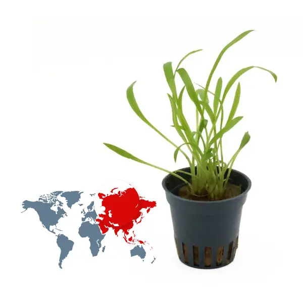 Aquarienpflanzen aus Asien