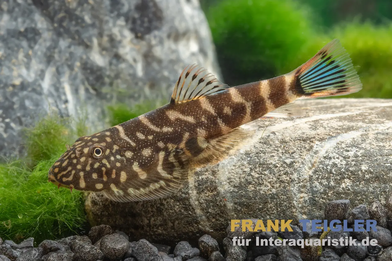 Flossensauger "Blue Tail", Gastromyzon spec. blue tail