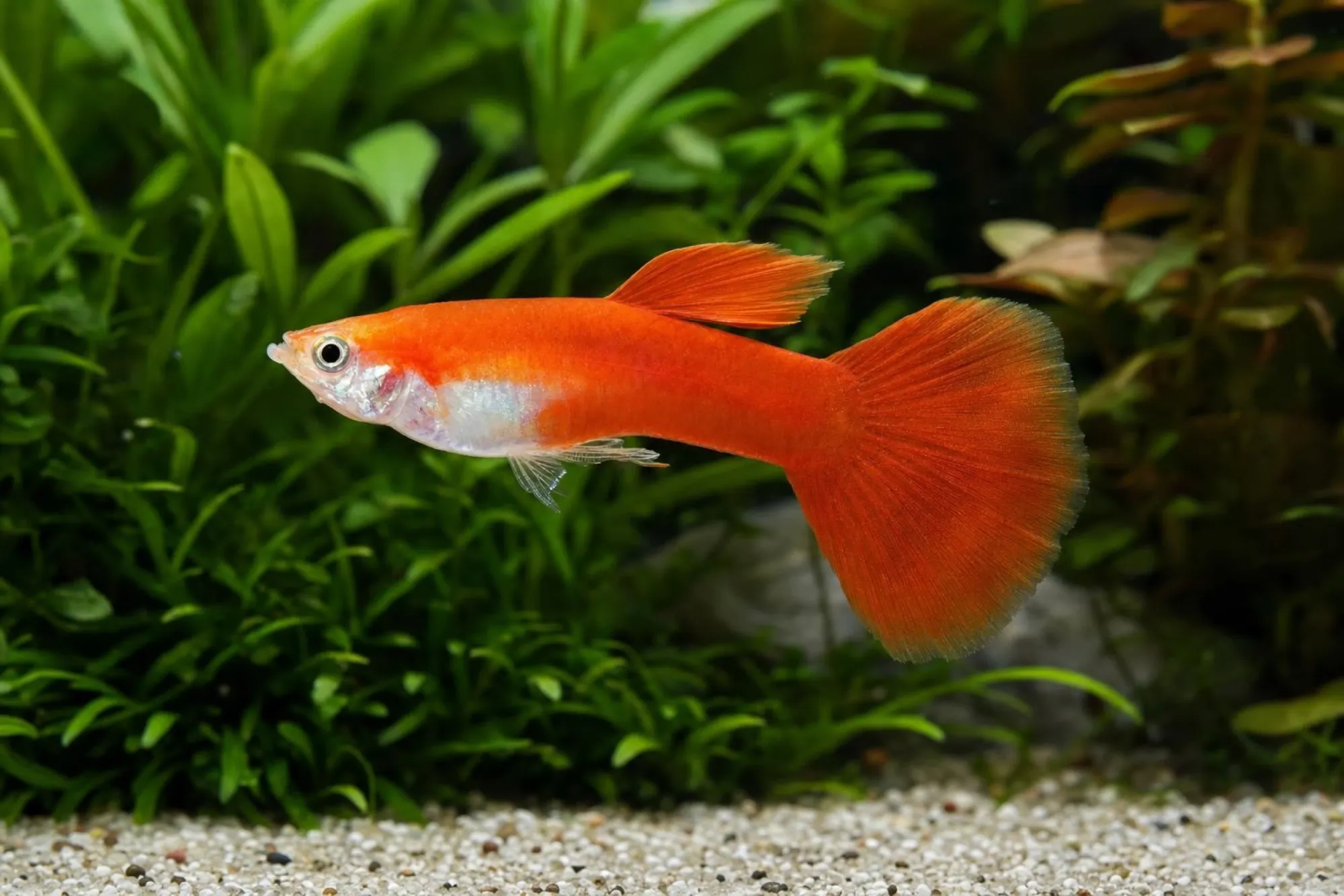 Rubinroter Guppy, Männchen, Poecilia reticulata