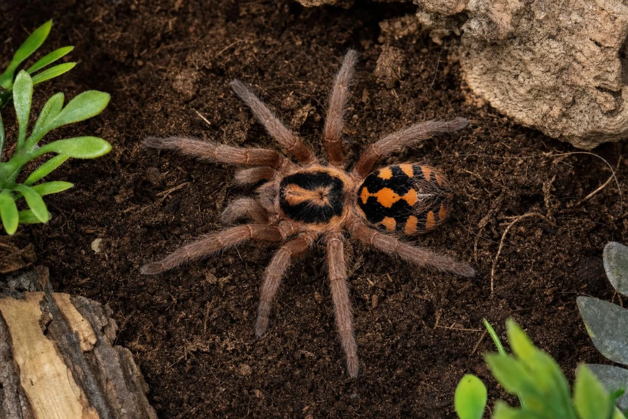 Bunte Rotfußvogelspinne, Hapalopus formosus
