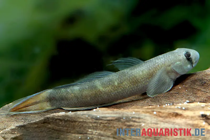 Blaue Algengrundel, Sicyopterus lagocephalus