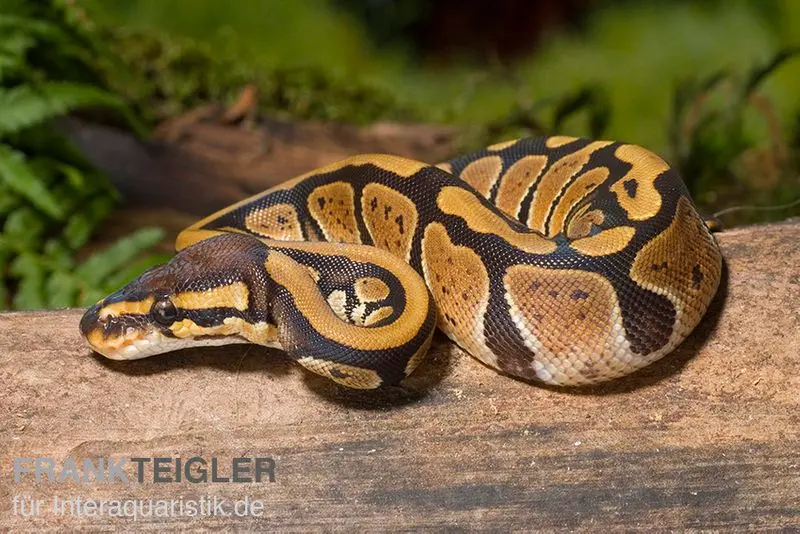 Königspython, Python regius