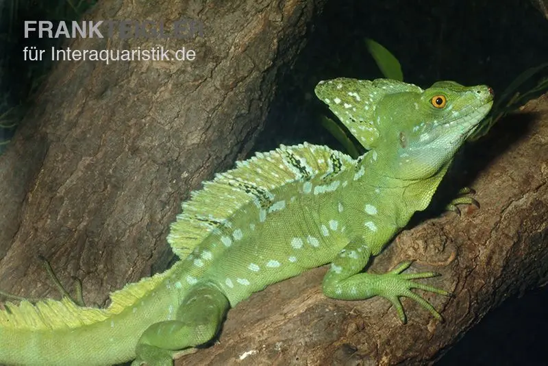 Stirnlappenbasilisk, Basiliscus plumifrons