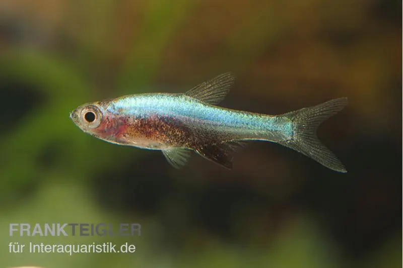 Axelrods Bärbling blau, Sundadanio goblinus (axelrodi blau I)