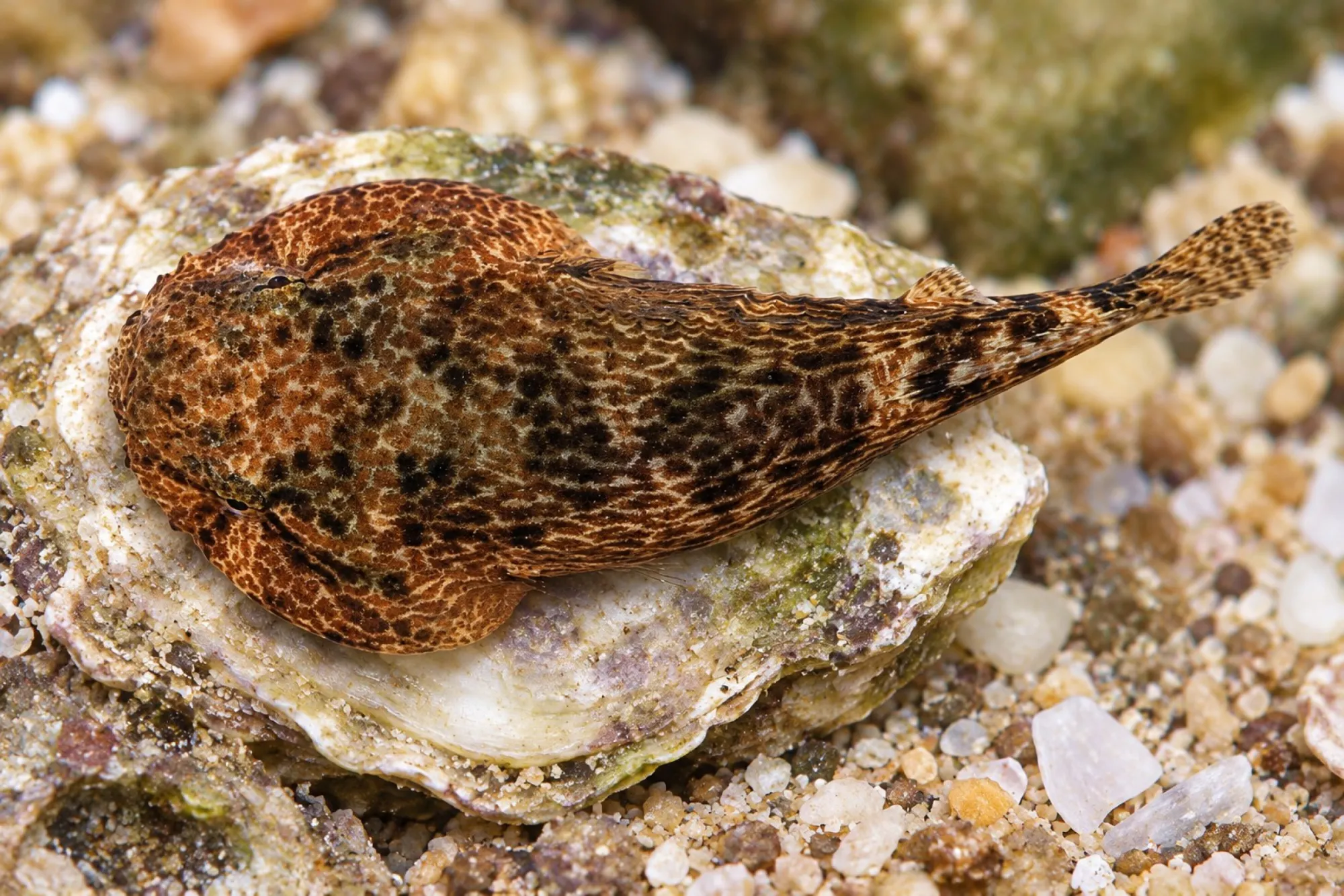 Schildbauch Nachzucht, Gobiesox strumosus