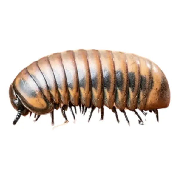 Insekten