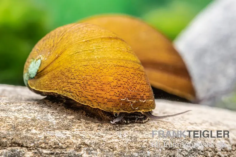 Grüne Algenrennschnecke, Neritina pulligera var. green