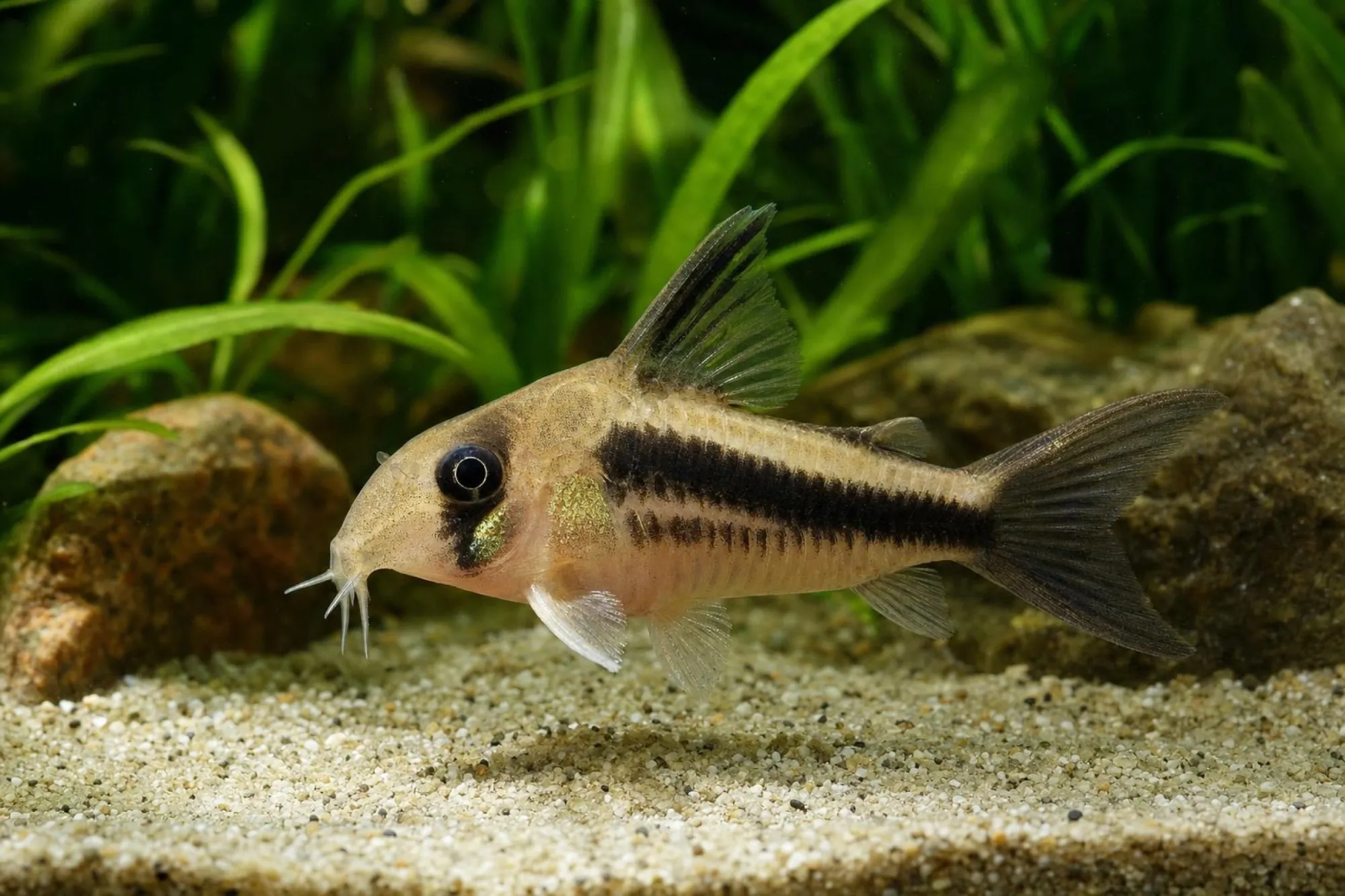 Axelrods Panzerwels „Black Fin Tail“, Hoplisoma axelrodi (Corydoras axelrodi)