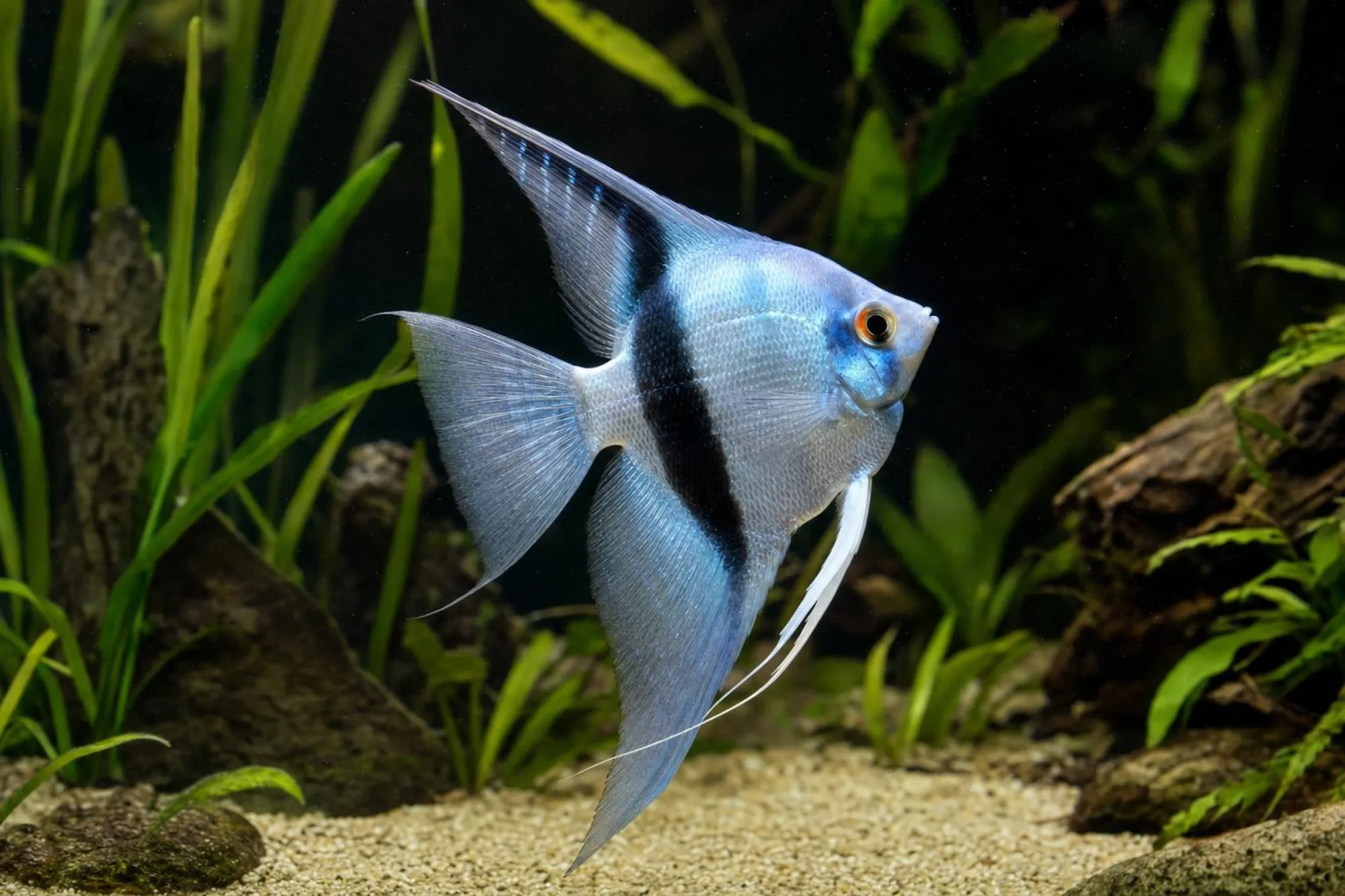 Skalar „California Blue“, Pterophyllum scalare